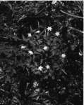 anemonespoundwood_small.jpg