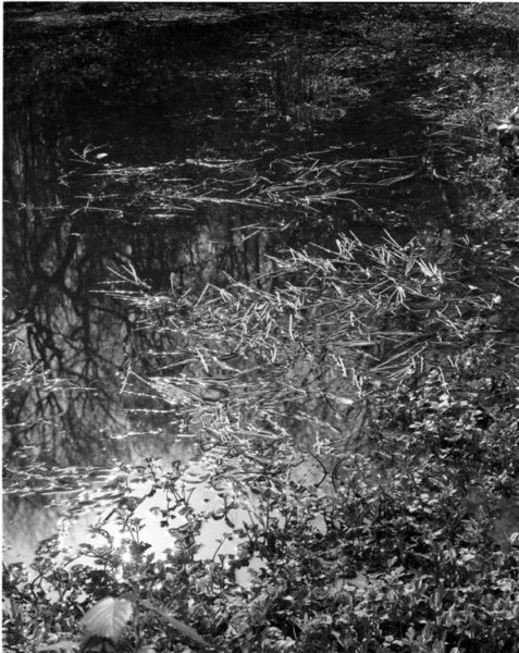 pondreflectionpoundwood.jpg