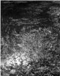 pondreflectionpoundwood_small.jpg