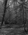 treespoundwood_small.jpg